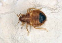 Bedbugs evolved more than 100 million years ago “walked the earth with T. rex” Bedbug