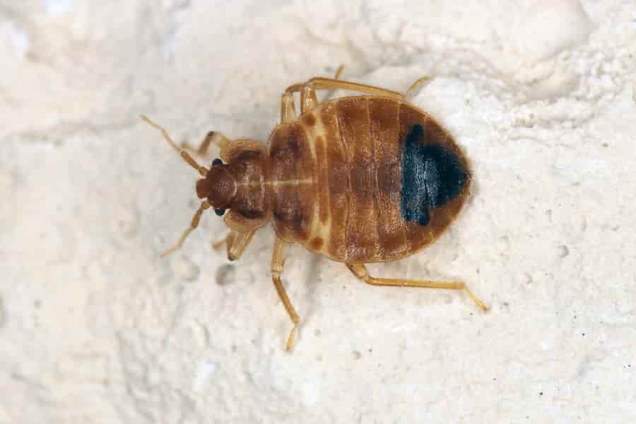 Bedbugs evolved more than 100 million years ago 