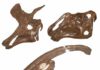 Chewing versus sex in duck-billed dinosaurs The skulls of three hadrosaur dinosaurs, Lambeosaurus lambei (top left), Gryposaurus notabilis (top right), Parasaurolophus walkeri (lower).