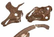 Chewing versus sex in duck-billed dinosaurs The skulls of three hadrosaur dinosaurs, Lambeosaurus lambei (top left), Gryposaurus notabilis (top right), Parasaurolophus walkeri (lower).