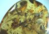 Coastal organisms trapped in 99-million-year-old amber Amber piece showing most large inclusions