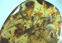 Coastal organisms trapped in 99-million-year-old amber Amber piece showing most large inclusions