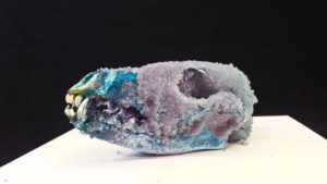 Crystallized coyote skull