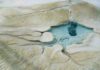 ‘Fettuccine’ may be most obvious sign of life on Mars, researchers report New research focuses on filamentous microbes that make their living in hot springs and catalyze the formation of travertine rock.