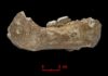 First hominins on the Tibetan Plateau were Denisovans The Xiahe mandible, only represented by its right half, was found in 1980 in Baishiya Karst Cave.