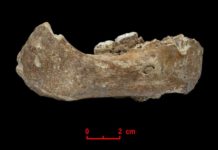First hominins on the Tibetan Plateau were Denisovans The Xiahe mandible, only represented by its right half, was found in 1980 in Baishiya Karst Cave.