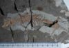 Flowering plants, new teeth and no dinosaurs: New study sheds light on the rise of mammals Well-preserved fossils -- like this Yanoconodon allini (Specimen No.: NJU P06001; Formation: Yixian; Age: 122.2-124.6 million years ago; Provenance: China)