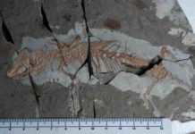 Flowering plants, new teeth and no dinosaurs: New study sheds light on the rise of mammals Well-preserved fossils -- like this Yanoconodon allini (Specimen No.: NJU P06001; Formation: Yixian; Age: 122.2-124.6 million years ago; Provenance: China)