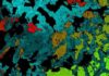 How Earth’s mantle is like a Jackson Pollock painting A mineral map of a cumulate mineral sample.