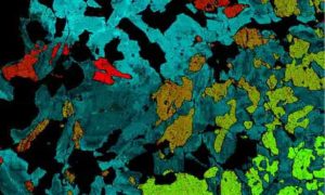 A mineral map of a cumulate mineral sample.