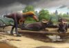 New 3-foot-tall relative of Tyrannosaurus rex tyrannosauroid Suskityrannus hazelae