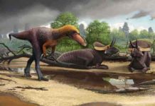 New 3-foot-tall relative of Tyrannosaurus rex tyrannosauroid Suskityrannus hazelae