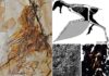 New Jurassic non-avian theropod dinosaur sheds light on origin of flight in Dinosauria a. Fossil; b. restoration, scale bar equal 10 mm; c. melanosomes of the membranous wing (mw); d. histology of the bony stomach content (bn). st, styliform element; gs, gastroliths Credit: WANG Min