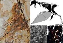 New Jurassic non-avian theropod dinosaur sheds light on origin of flight in Dinosauria a. Fossil; b. restoration, scale bar equal 10 mm; c. melanosomes of the membranous wing (mw); d. histology of the bony stomach content (bn). st, styliform element; gs, gastroliths Credit: WANG Min