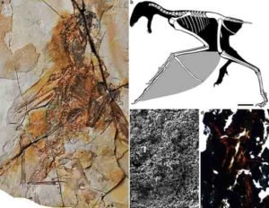 a. Fossil; b. restoration, scale bar equal 10 mm; c. melanosomes of the membranous wing (mw); d. histology of the bony stomach content (bn). st, styliform element; gs, gastroliths Credit: WANG Min