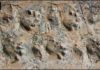 Newly discovered fossil footprints force paleontologists to rethink ancient desert inhabitants Close-up view of the Ichniotherium trackway from Grand Canyon National Park.