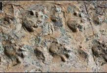 Newly discovered fossil footprints force paleontologists to rethink ancient desert inhabitants Close-up view of the Ichniotherium trackway from Grand Canyon National Park.