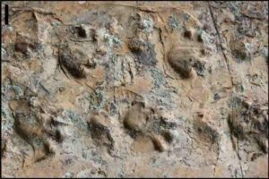 Close-up view of the Ichniotherium trackway from Grand Canyon National Park.