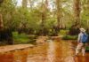 Oldest known trees in eastern North America documented North Carolina’s Black River