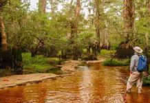 Oldest known trees in eastern North America documented North Carolina’s Black River