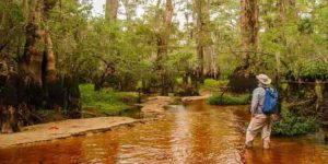 North Carolina’s Black River