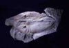 Oxygen linked with the boom and bust of early animal evolution Fossilized giant arthropod Phytophilaspis from the Cambrian Period.