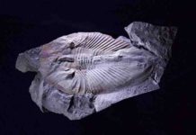 Oxygen linked with the boom and bust of early animal evolution Fossilized giant arthropod Phytophilaspis from the Cambrian Period.