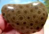 Petoskey stone : What Is Petoskey Stone? Where Is Petoskey Stone Found? Petoskey stone