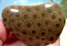 Petoskey stone : What Is Petoskey Stone? Where Is Petoskey Stone Found? Petoskey stone