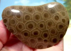 Petoskey stone