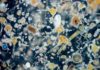 Plankton as a climate driver instead of the sun? Microscopic view on marine plankton.