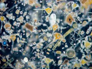 Microscopic view on marine plankton. 