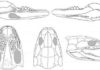 Research reveals surprisingly powerful bite of tiny early tetrapod Reconstructed skull and lower jaw of Acherontiscus caledoniae
