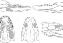 Research reveals surprisingly powerful bite of tiny early tetrapod Reconstructed skull and lower jaw of Acherontiscus caledoniae