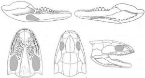 Reconstructed skull and lower jaw of Acherontiscus caledoniae