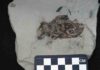 Researchers identify reddish coloring in an ancient fossil The key fossil examined in this study is a 3-million-year-old extinct species of field mouse from Germany.