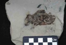 Researchers identify reddish coloring in an ancient fossil The key fossil examined in this study is a 3-million-year-old extinct species of field mouse from Germany.
