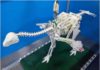 Running may have made dinosaurs’ wings flap before they evolved to fly Caudipteryx robot for testing passive flapping flight.