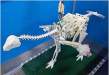 Running may have made dinosaurs’ wings flap before they evolved to fly Caudipteryx robot for testing passive flapping flight.