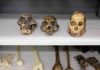 Statistical study finds it unlikely South African fossil species is ancestral to humans Fossil casts of Australopithecus afarensis (left), Homo habilis (center), and Australopithecus sediba (right)