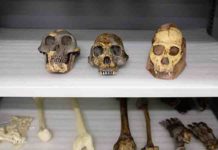 Statistical study finds it unlikely South African fossil species is ancestral to humans Fossil casts of Australopithecus afarensis (left), Homo habilis (center), and Australopithecus sediba (right)