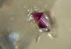 Study identifies lherzolite as a source rock for diamond deposits A tiny inclusion of lherzolitic garnet inside a diamond collected from the De Beers Group Victor Mine in Ontario. New research revealed lherzolite is a source rock for diamond formation—a discovery that could eventually help geologists find valuable deposits around the world.