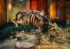 Texas A&M student identifies unique 5-million-year-old rhino species The cast of “Little Guy” mounted on display in the East Tennessee State University Museum of Natural History at the Gray Fossil Site