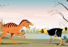 Thai dinosaur is a cousin of T. rex Phuwiangvenator and Vayuraptor were fast and dangerous predators. Although only half as long as its relative, the T. rex, Phuwiangvenator almost reached the size of an Asian elephant.