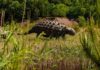 The fossilization process of dinosaur remains Dinosaur