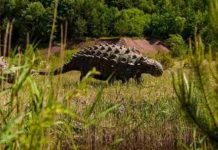 The fossilization process of dinosaur remains Dinosaur