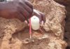 Tooth fossils fill 6-million-year-old gap in primate evolution primitive monkey teeth in Kenya