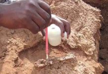 Tooth fossils fill 6-million-year-old gap in primate evolution primitive monkey teeth in Kenya