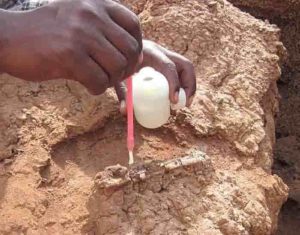 primitive monkey teeth in Kenya