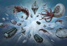 A new normal: Study explains universal pattern in fossil record Illustration of marine fossils that have existed since the Cambrian. Represented taxa include brachiopods, trilobites, ammonites, bivalves, and decapods.